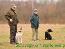 Hundetræning forår 2017